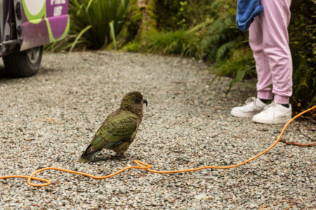 Keas auf dem Campingplatz